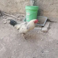 خوروس لاری|پرنده|اصفهان, کارلادان|دیوار