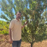 نهال بادام ریشه لخت و سالم آماده کاشت