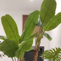 پرستار
