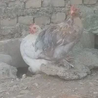 مرغ و خروس کوشین|حیوانات مزرعه|آزادشهر, |دیوار