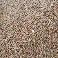 فروش یونجه درجه یک وبلوط|عمدهفروشی|رامهرمز, |دیوار