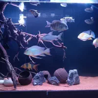 آکواریوم کامل با تمام تجهیزات و ماهی کلکسیونی
