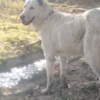 سگ قدریجونی|سگ|ماهان, |دیوار