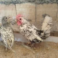 جوجه خروس و مرغ سیبرایت|حیوانات مزرعه|کرمانشاه, |دیوار