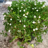 تعدادمحدودچمن رونده گلدانی(طبیعی)( کیاشیتو) آلمانی