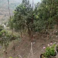 کلبه 40 متری لاهیجان زمین 1100 متری زیر قیمت|فروش زمین و ملک کلنگی|لاهیجان, آهندان|دیوار