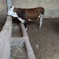 دو عدد گوساله درجه یک سمنتال ماده