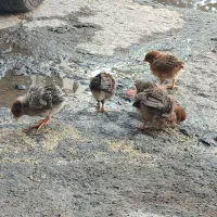 جوجه رسمی|حیوانات مزرعه|قم, نیروگاه|دیوار