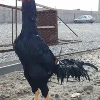 لاری تخم نطفه دار