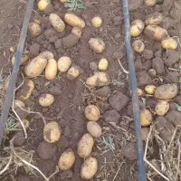 زمین کشاورزی جاده حور