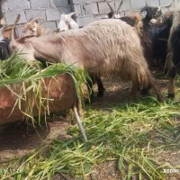 بز چاق|حیوانات مزرعه|بهبهان, |دیوار