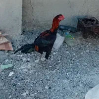 فروش یک عدد خروس