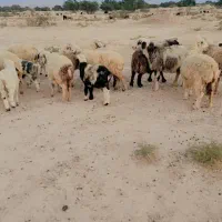 ۲۵ راس میش|حیوانات مزرعه|کازرون, |دیوار