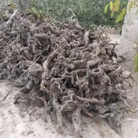 فروش کنده درخت انگور..برا هیزم و زغال|خدمات باغبانی و درختکاری|بجنورد, |دیوار