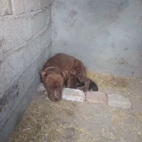 معاوضه با پرنده