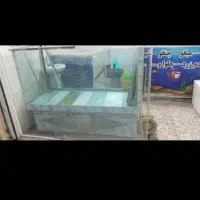 فروش فوری آکواریوم ماهی قزل آلا زنده سالم