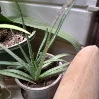 گلدان گل|گل و گیاه طبیعی|اردکان, |دیوار