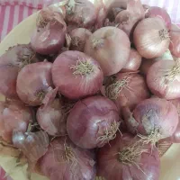 پیاز بومی درجه یک