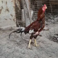 خروس لاری اصیل