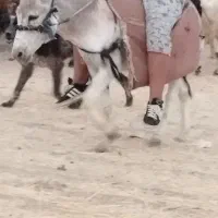 خر برا فروش