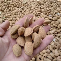 نهال بادام شناسنامه دار|خدمات باغبانی و درختکاری|شیراز, زرهی|دیوار