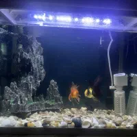 آکواریوم خانگی|ماهی|سقز, |دیوار