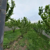 ۳۳۰ متری باغ ۴دیواری|فروش خانه و ویلا|شهریار, کرد امیر|دیوار