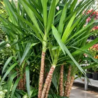 گل طبیعی یوکا گل آپارتمانی گل بیرونی