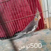 عروس هلندی|پرنده|لنگرود, |دیوار