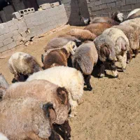 فروش ۳۰ راس بره نر|حیوانات مزرعه|شیراز, تاچارا|دیوار
