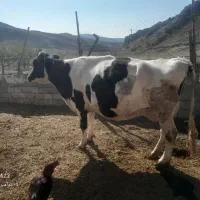 گاو شیری|حیوانات مزرعه|بجنورد, |دیوار