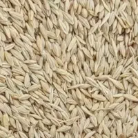 فروش جو