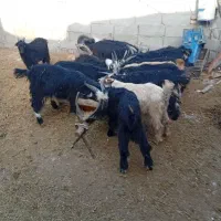 فروش 14رس بزغاله نر