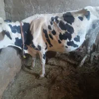 گاو گوساله