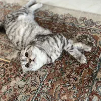 گربه اسکاتیش ماده