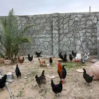 تخم مرغ اصل محلی گناوه