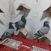 جوجه پلاکی مسافتی|پرنده|مشهد, امیریه|دیوار