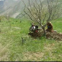 شخم پاییزه درختان وچال کود|خدمات باغبانی و درختکاری|مهاباد (آذربایجان غربی), |دیوار