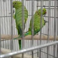 جفت طوطی ملنگو مولد