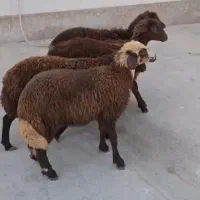 ۴راس بره افشاری نر جنس بالا