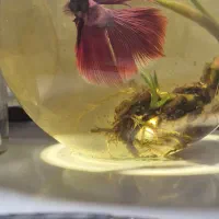 ماهی فایتر هافمون|ماهی|تبریز, |دیوار