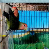 مرغ عشق کوتوله فنچ عروس هلندی