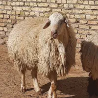 یه قوچ موقانی درجه یک بره پارسالی هست