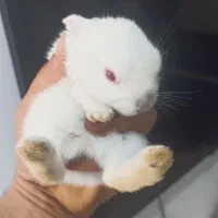 بچه خرگوش مینی|موش و خرگوش|اهواز, کوی علوی|دیوار