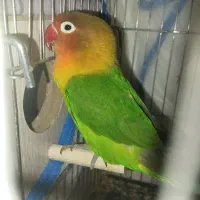 طوطی و عروس|پرنده|رفسنجان, |دیوار