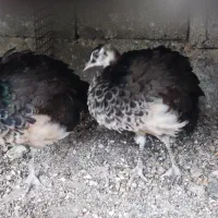 ماده طاووس هندی ۵ماهه