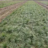 فروش پیاز زعفران در زمین