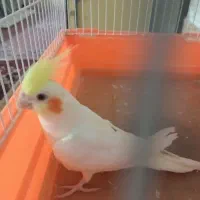 اسباب بازی عروس هلندی نر دستی اروم سالم