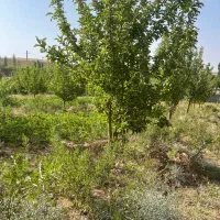 ۴۰قصب باغ کرمان  لاله زار قلعه عسکر