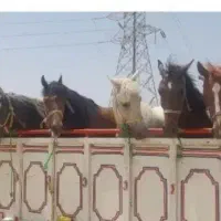 خرید و فروش اسب پالونی و سواری دار